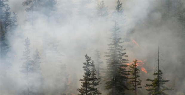A forest fire in a pine forest with smoke above the trees.