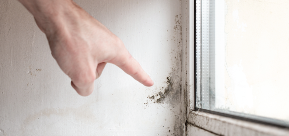 A man points out the presence of mold on a wall.