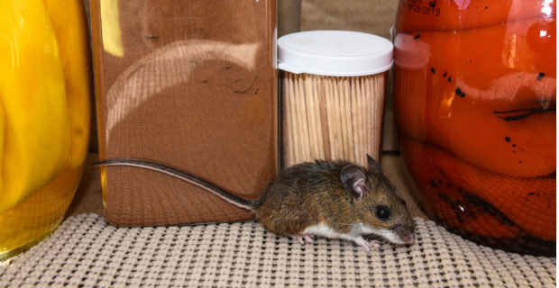 A cute adult mouse in front of a jar of red peppers, and cinnamon in a pantry cabinet.