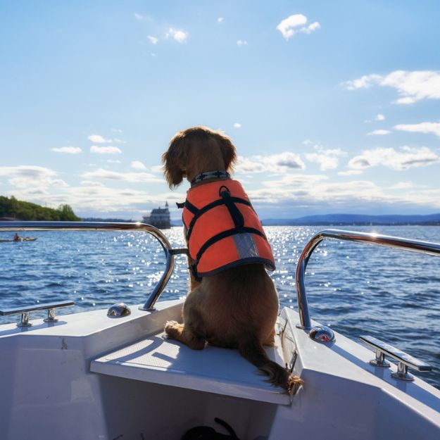 A dog in a lifejacket sits on the bow of its owner's boat. 